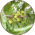 Indian Gooseberry